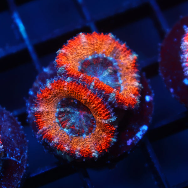 TCK Solar Storm Acan Lord