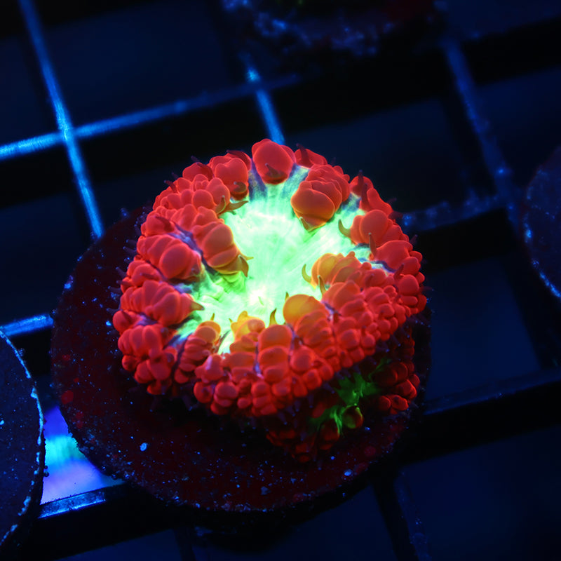 TCK Sour Apples Blasto