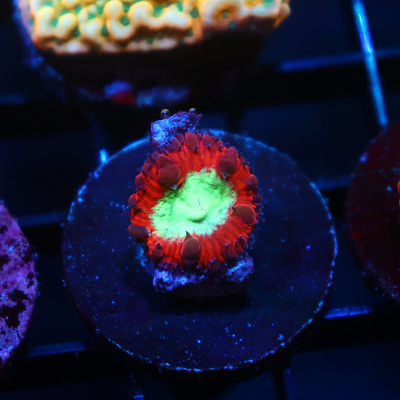 ARC Black Cherry Blasto