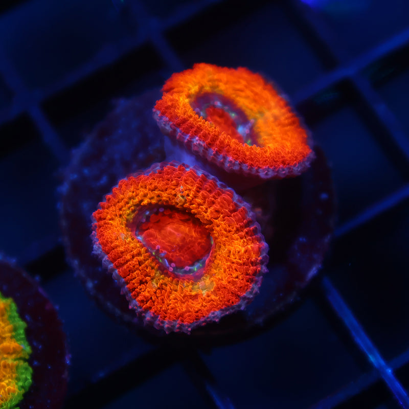 TCK Rainbowbrite Acan Lord