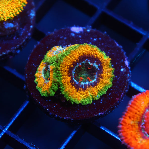 TCK OG Mardi Gras Acan Lord