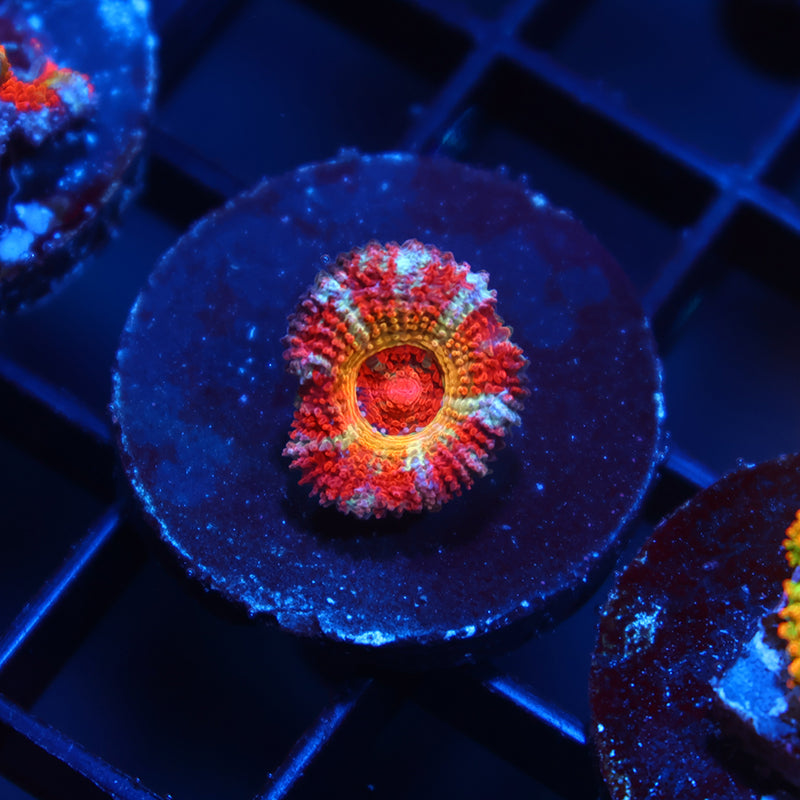 CC OG Rising Sun Acan Lord