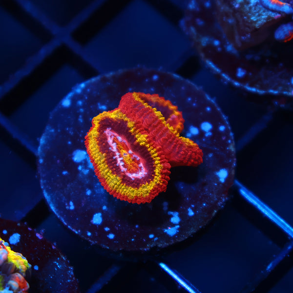 TCK OG Black Hole Sun Acan Lod