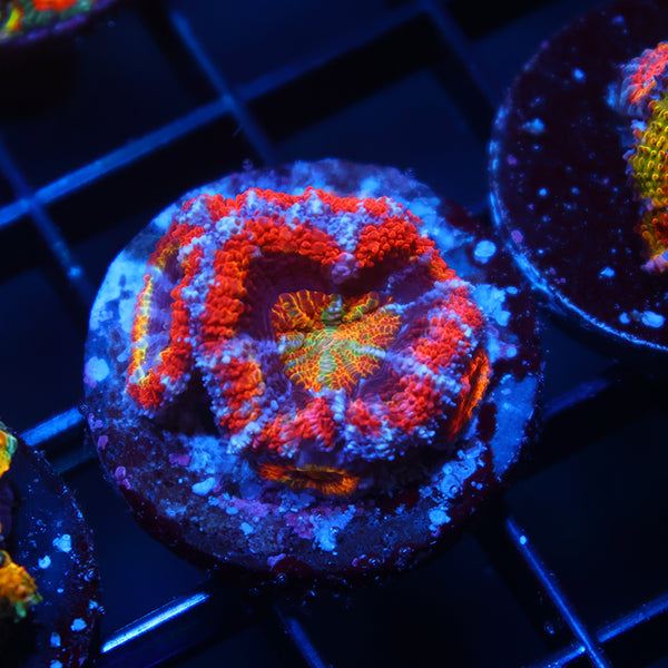 TCK Rainbow Acan Lord