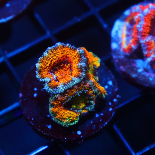 TCK Awesome Orange Acan Lord