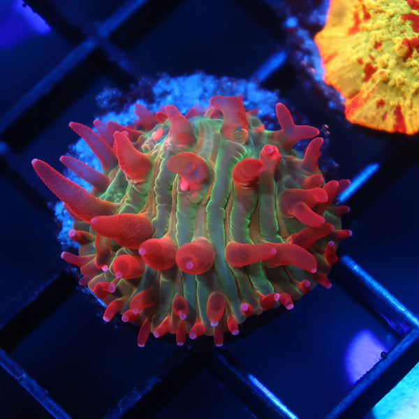 TCK Shaggy Hellraiser Diaseris