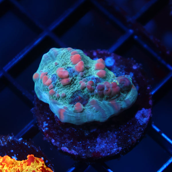 WWC Cosmic Candy Bounce Chalice