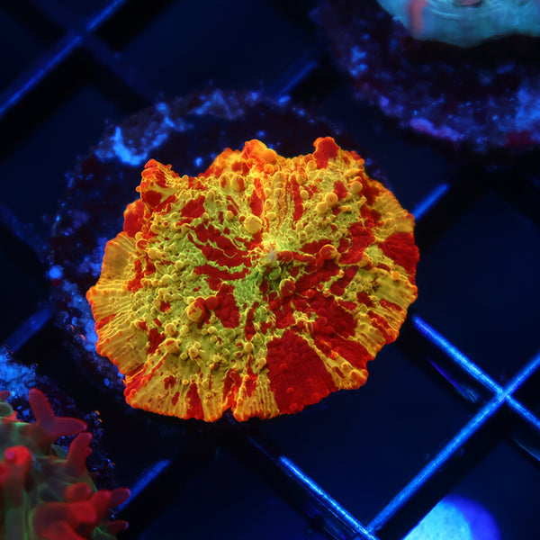 Insane Mythical Coral's Eclectus Bounce Mushroom