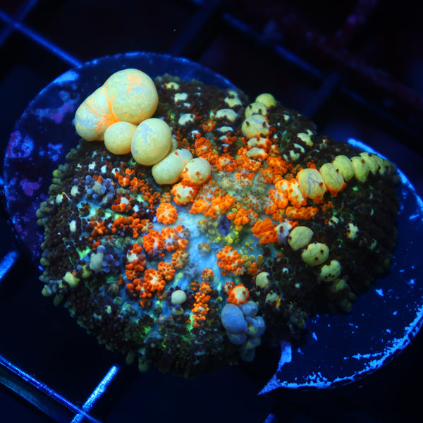 TCK Powerball Bounce Mushroom