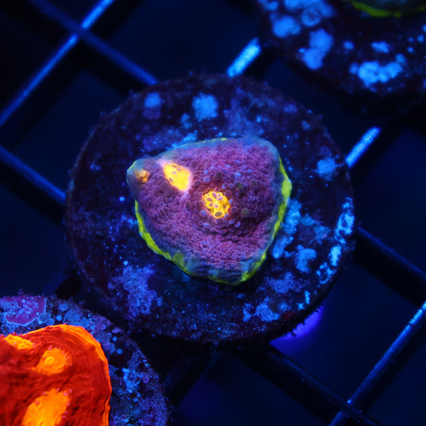 TCK Five Color WM Chalice