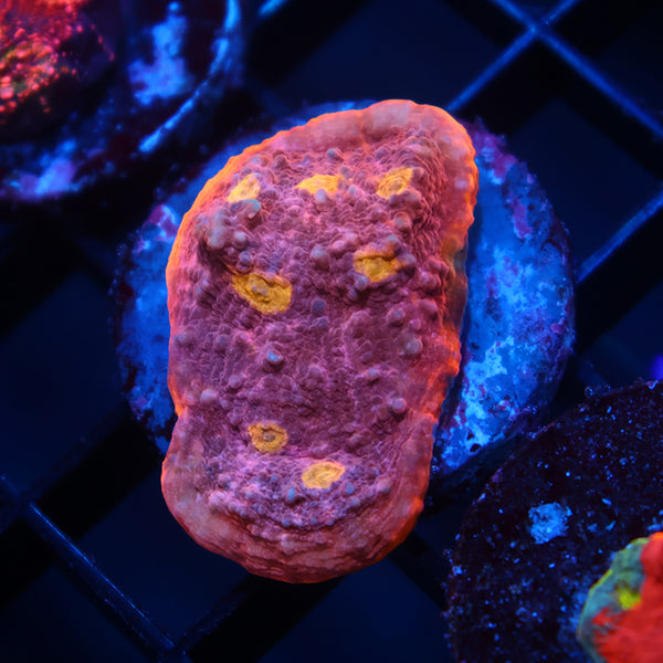 TCK Sunrise Rim Chalice