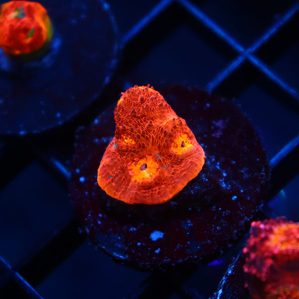 TCK Amazing Rainbow Red Side Chalice