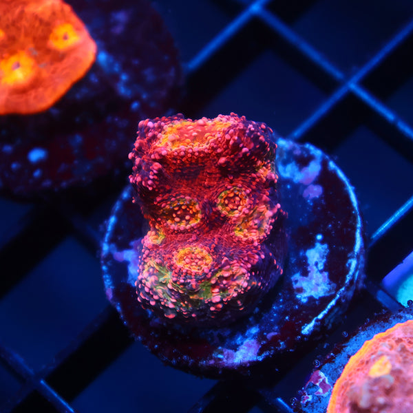 TCK Rimless WM Chalice