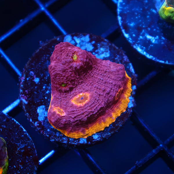 TCK Pink Rainbow Chalice