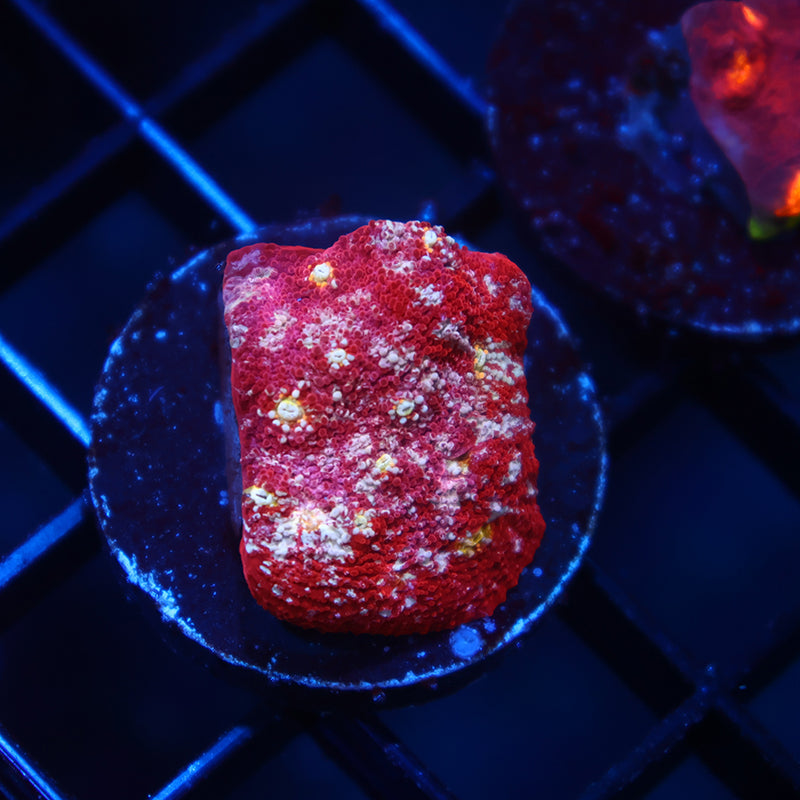 TCK Paint Splatter Chalice