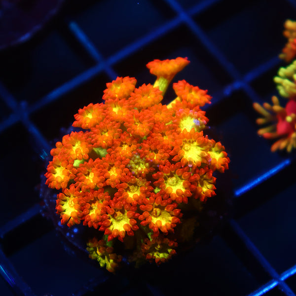 TCK Combustion Goni Bernardpora