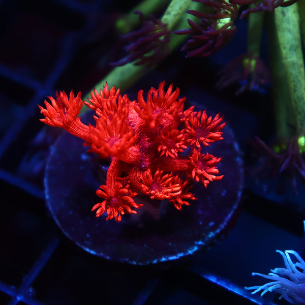 TCK Alec's Insane Red Glitterbomb Goni