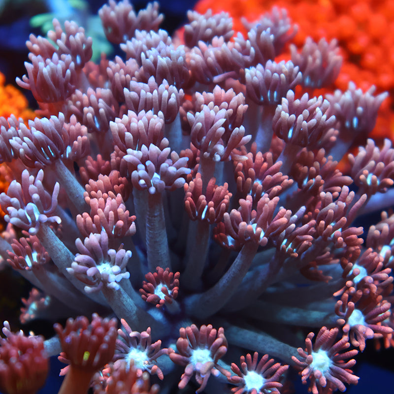 Lg TCK Rocket Pops Goni