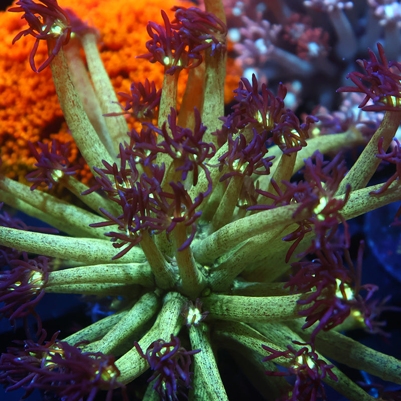 UC Space Glitter Goni