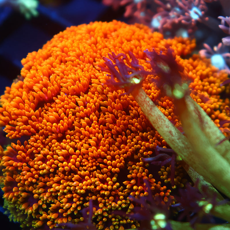 TCK Rainbow Crunch Goni Bernardpora