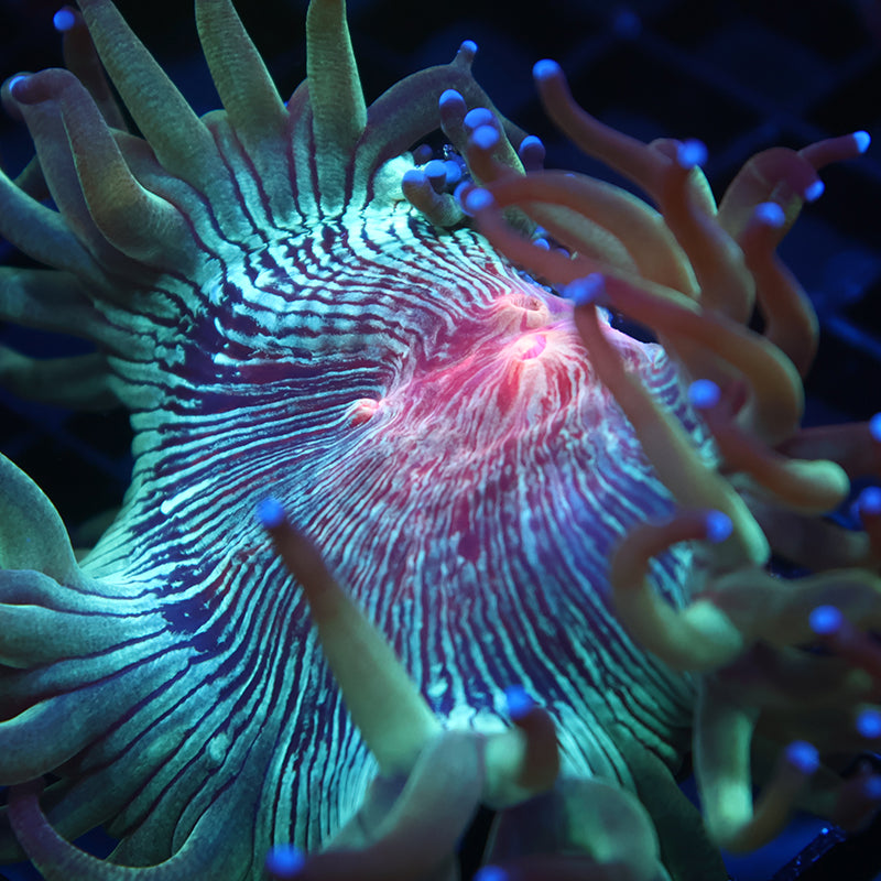 TCK Aquacultured Red Center Elegance