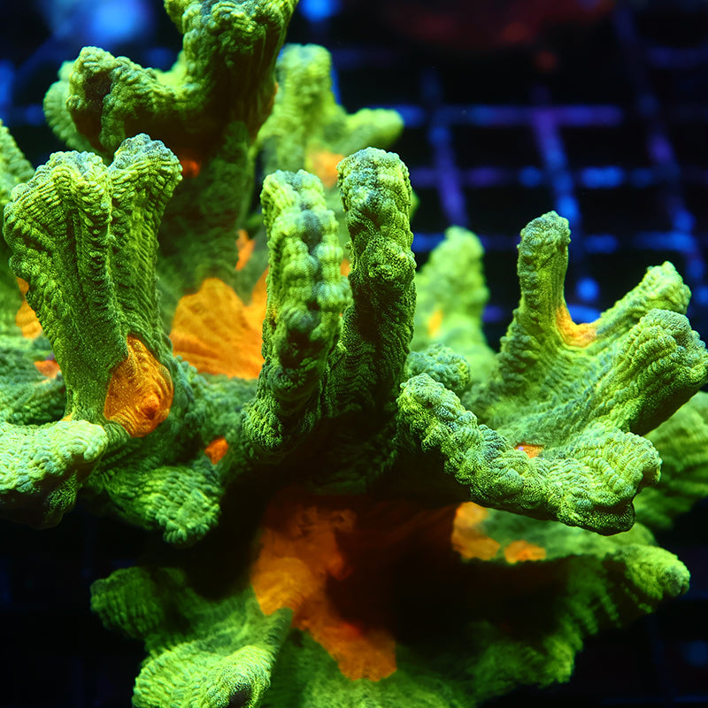 XL Space Invader Pectinia