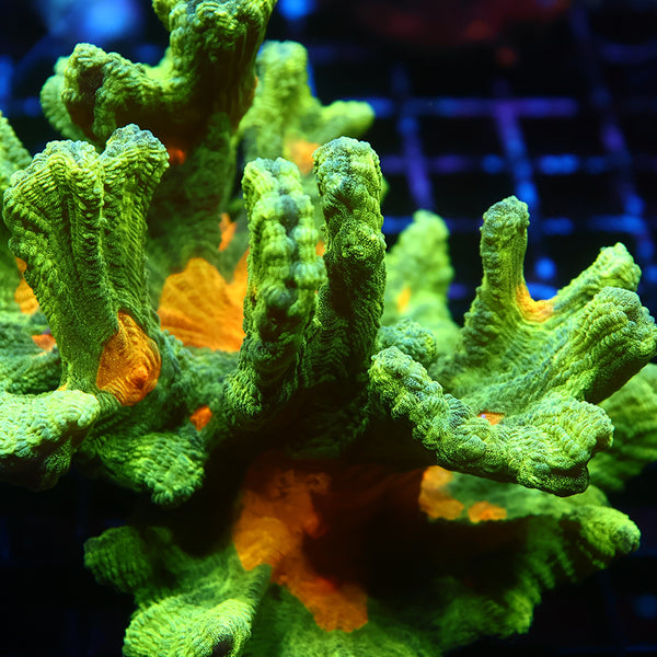 XL Space Invader Pectinia