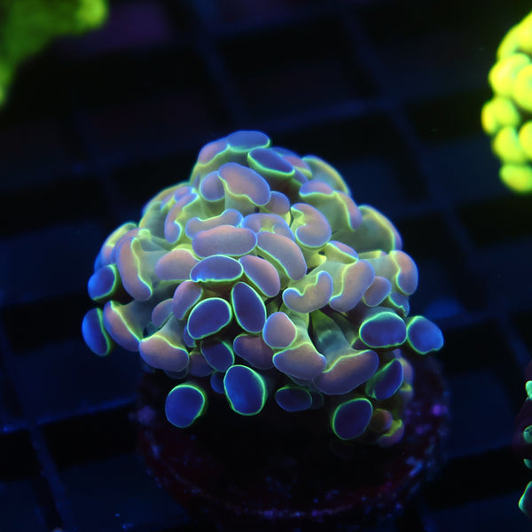 TCK Branching Hologram Hammer