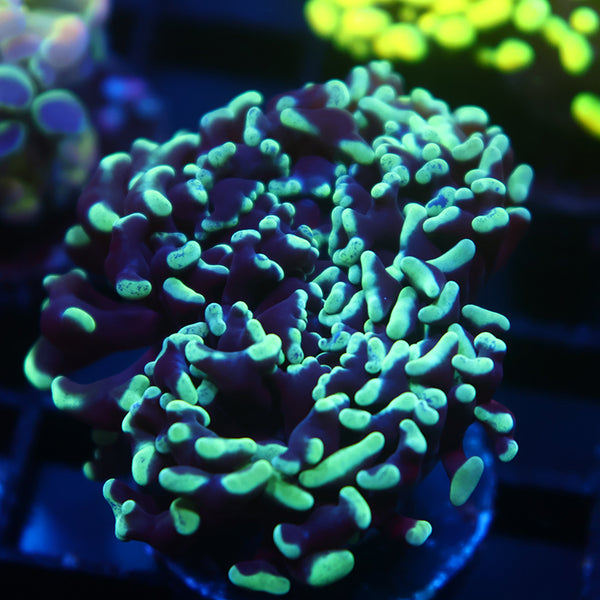 TCK Branching Darwin Green Hammer