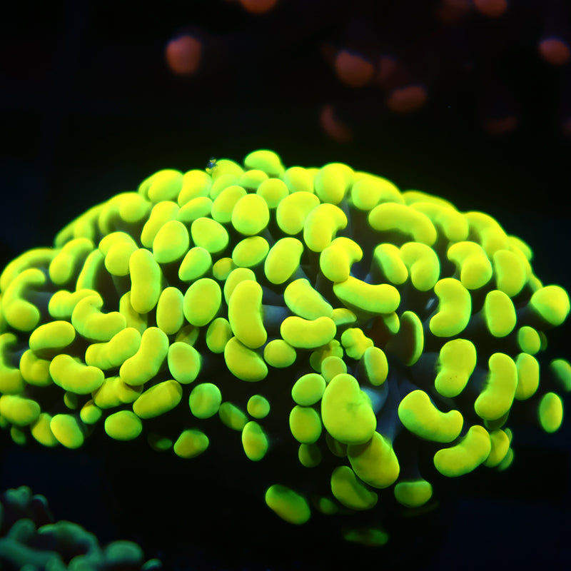 TCK Branching Bright Yellow Tips Hammer