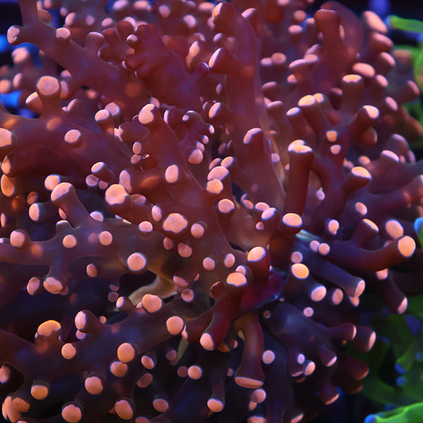 TCK Branching Peach Frogspawn