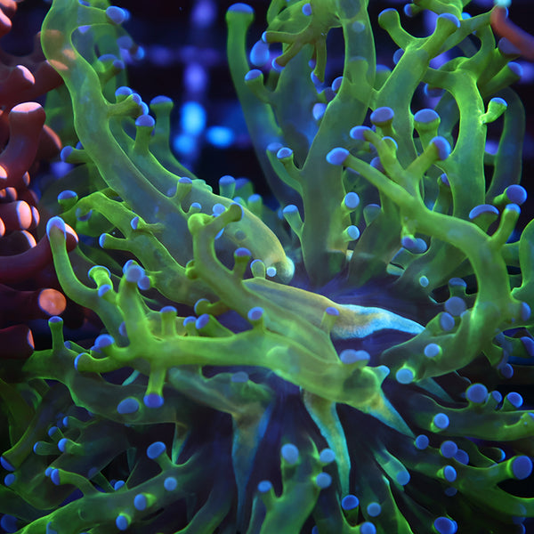 TCK Branching Purple and Green Frogspawn