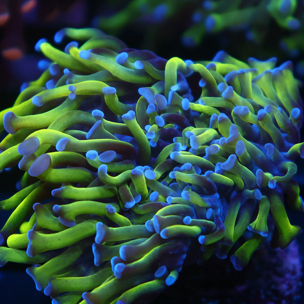 TCK Branching Green with Purple Tips Hammer