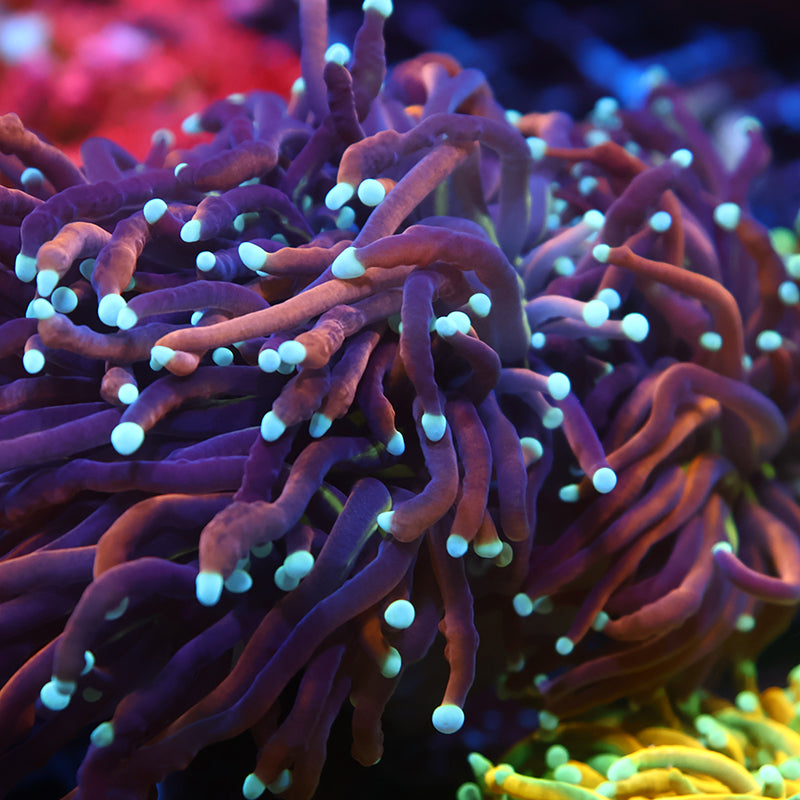 TCK White Tips Indo Gold Torch