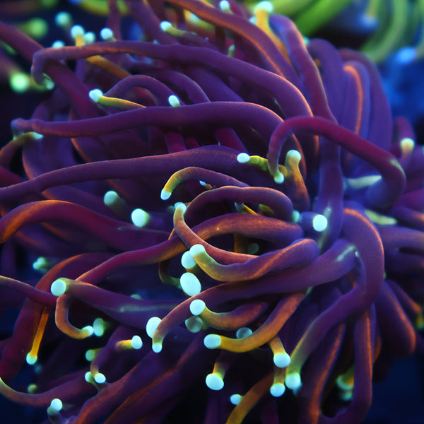 TCK Insane Hellfire Torch