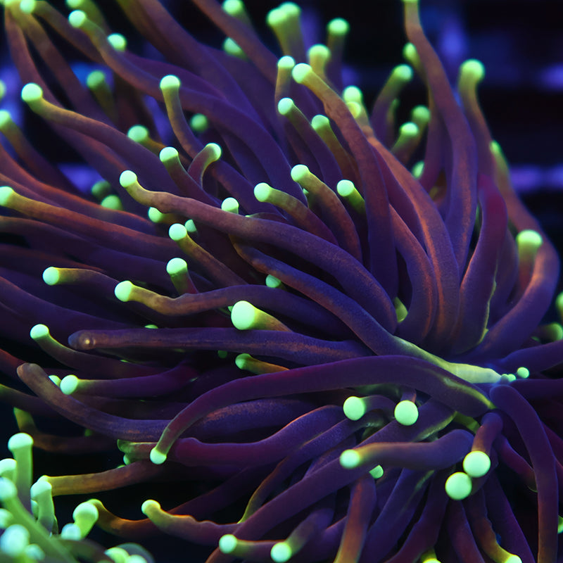 TCK Yellow Tips Indo Gold Torch