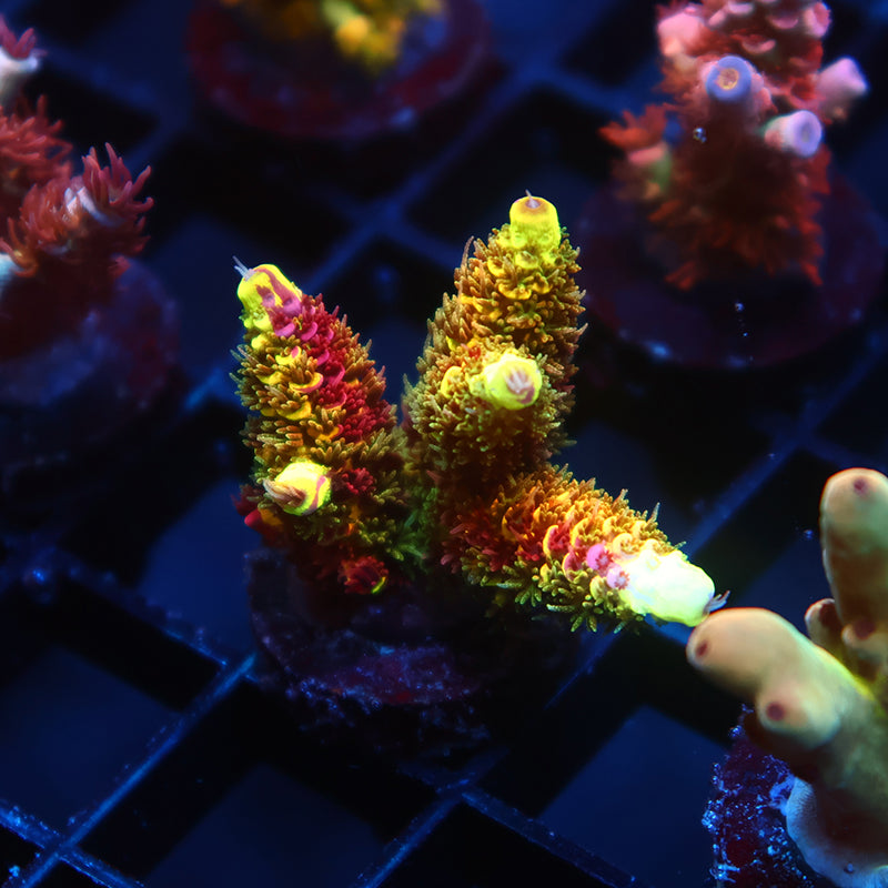 Lg Insane RRC Rainbow Splice