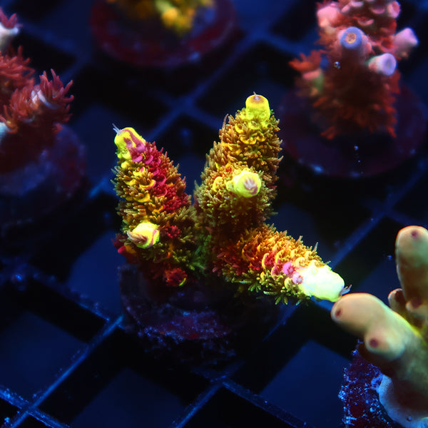 Lg Insane RRC Rainbow Splice