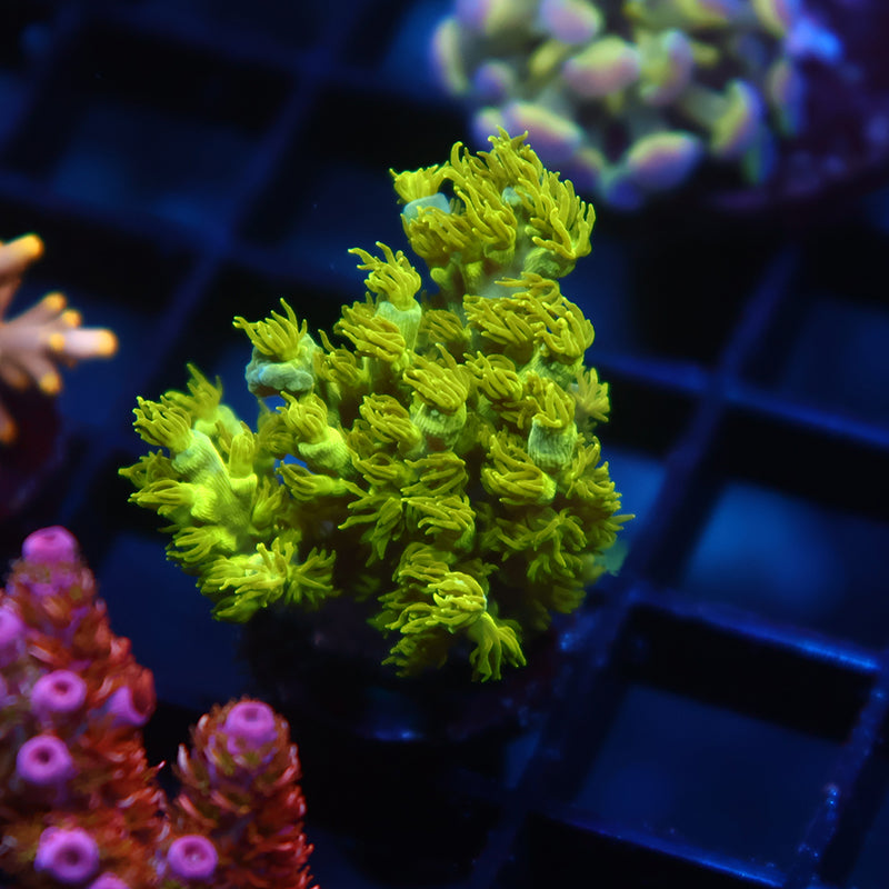 RRC Marvin the Martian