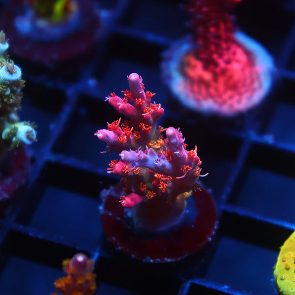 POTO Vivid's Confetti