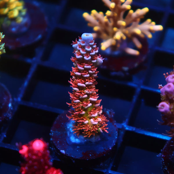 TCK Fiery Fluffball Tenuis