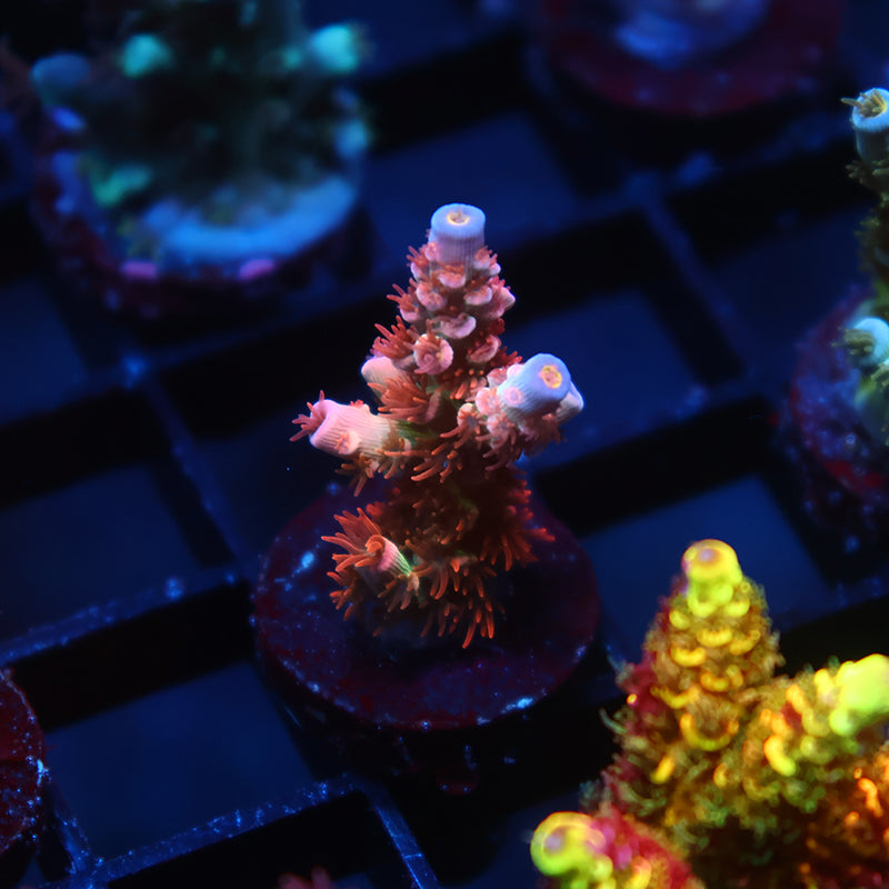 TCK Rainbow Insano Tenuis