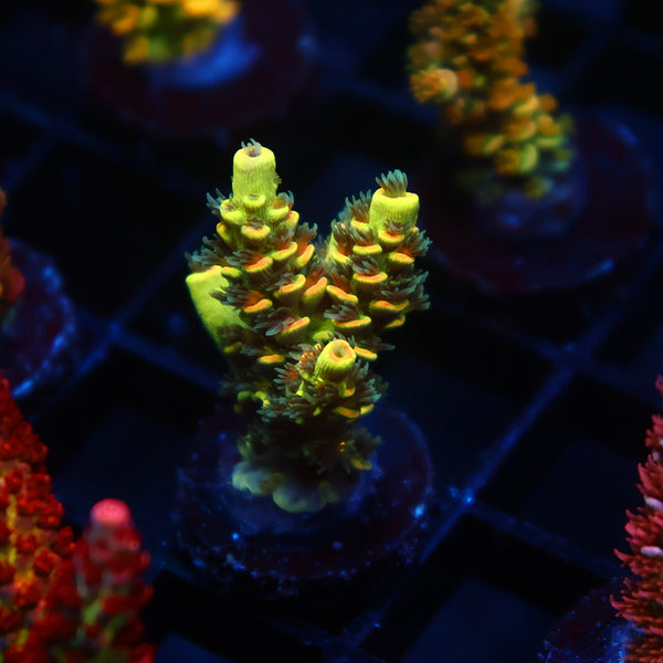 TCK Solar Beam Tenuis