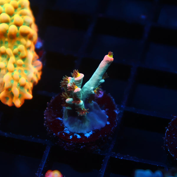 TCK Sour Skittles Speciosa