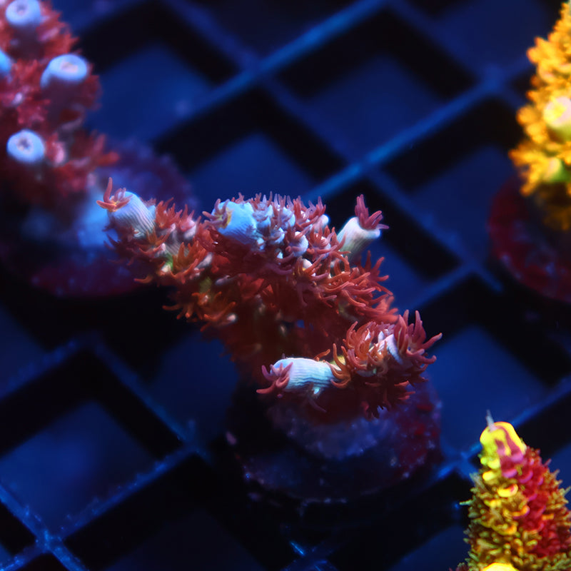 TCK Popcorn Polyps Tenuis