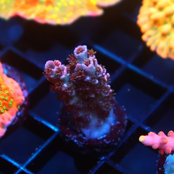 TCK Devastator Tenuis