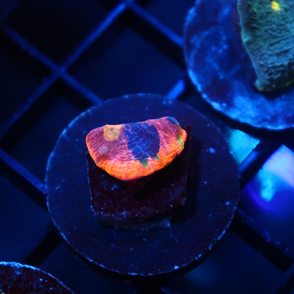 TCK Rainbow Sunrise Chalice