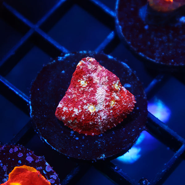 TCK Paint Splatter Chalice