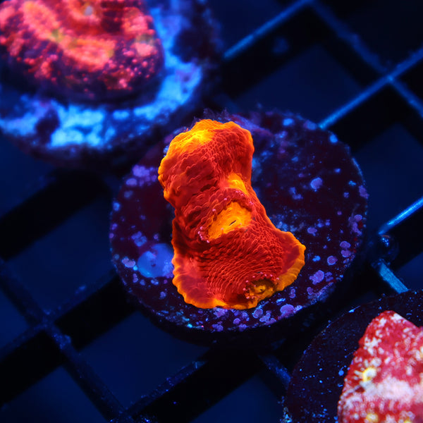 TCK Flamethrower Chalice