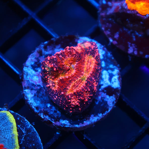 TCK Rimless WM Chalice